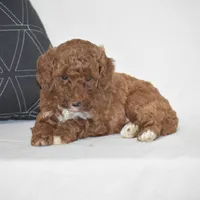 Elisa, a female Poodle - Miniature  for sale in Danville, PA – 2 of 4