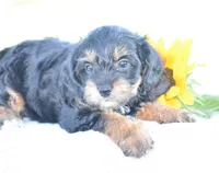 Adora, a female Yorkipoo for sale in Danville, PA – 3 of 5