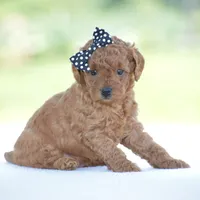 Rosette, a female Poodle - Miniature  for sale in Danville, PA – 2 of 8