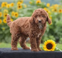 Linnie, a male Poodle - Miniature  for sale in Danville, PA – 2 of 10