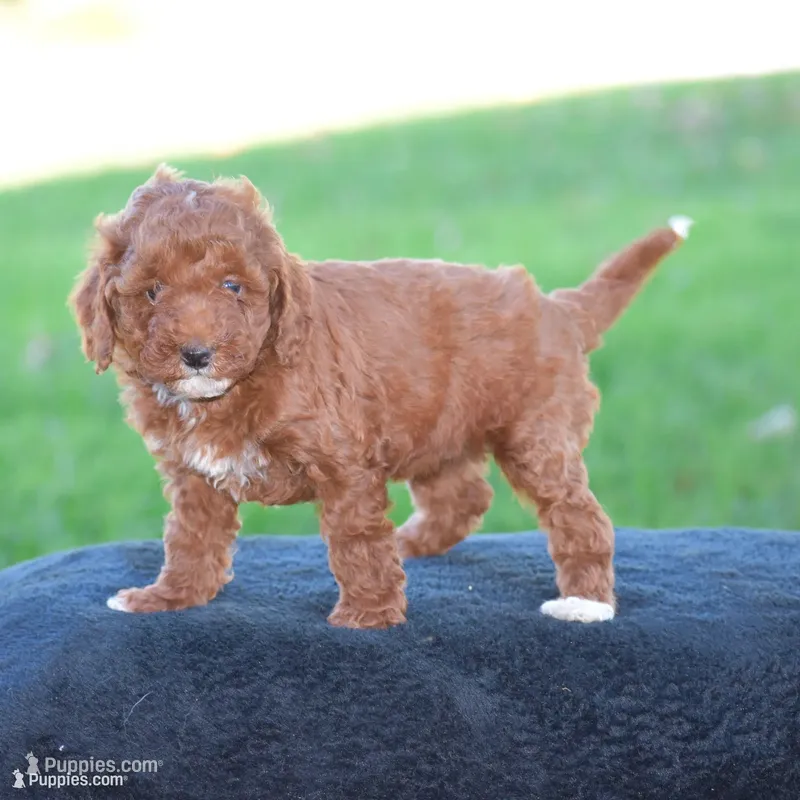 Evlyn – Poodle - Miniature  puppy for sale in Danville, PA