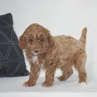Edrik, a male Poodle - Miniature  for sale in Danville, PA – 3 of 5