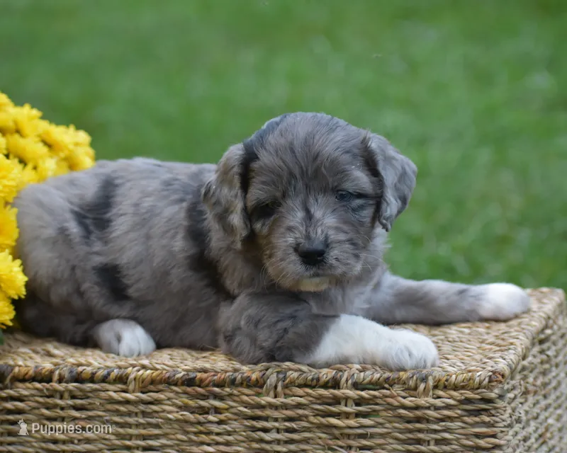 Harmony – Miniature Goldendoodle puppy for sale in Danville, PA