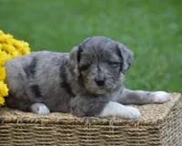 Harmony, a female Miniature Goldendoodle for sale in Danville, PA – 8 of 10