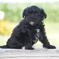 Courtney, a female Yorkipoo for sale in Danville, PA – 2 of 5