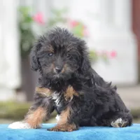 Anya, a female Yorkipoo for sale in Danville, PA – 7 of 10