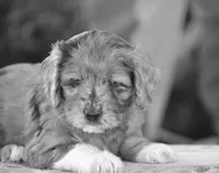 Harmony, a female Miniature Goldendoodle for sale in Danville, PA – 5 of 10