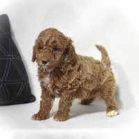 Edrik, a male Poodle - Miniature  for sale in Danville, PA – 2 of 5