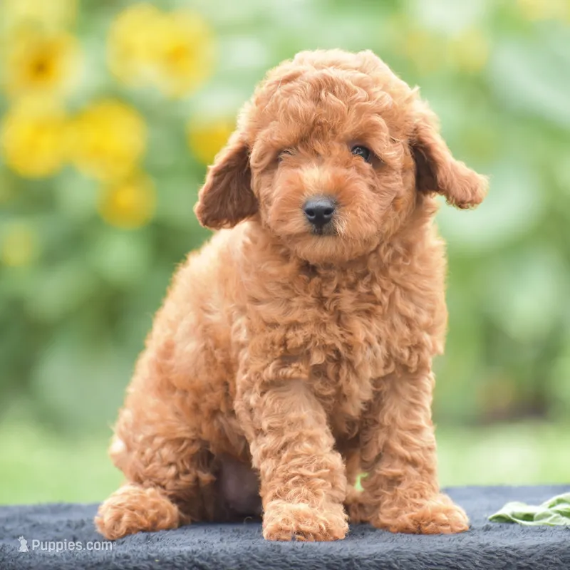 Rosette – Poodle - Miniature  puppy for sale in Danville, PA