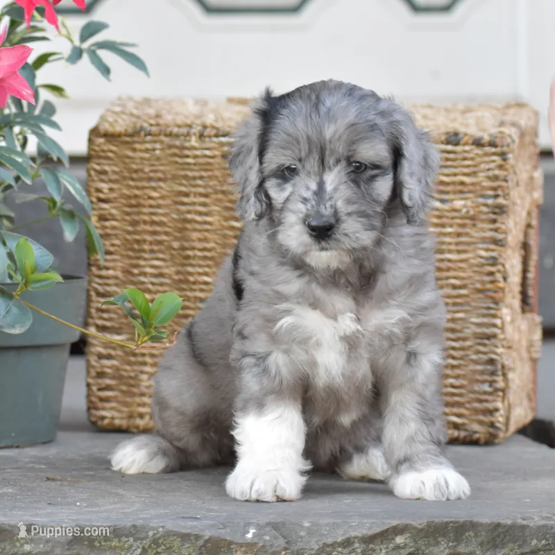 Harmony – Miniature Goldendoodle puppy for sale in Danville, PA