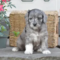 Harmony, a female Miniature Goldendoodle for sale in Danville, PA – 1 of 10