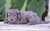 Honey, a female Miniature Goldendoodle for sale in Danville, PA – 6 of 10
