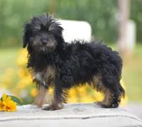 Anya, a female Yorkipoo for sale in Danville, PA – 3 of 10