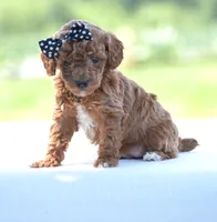 Roxy, a female Poodle - Miniature  for sale in Danville, PA – 2 of 3