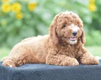 Ridge, a male Poodle - Miniature  for sale in Danville, PA – 2 of 8