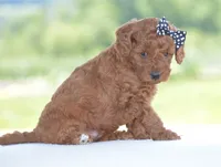 Ruby, a female Poodle - Miniature  for sale in Danville, PA – 5 of 5