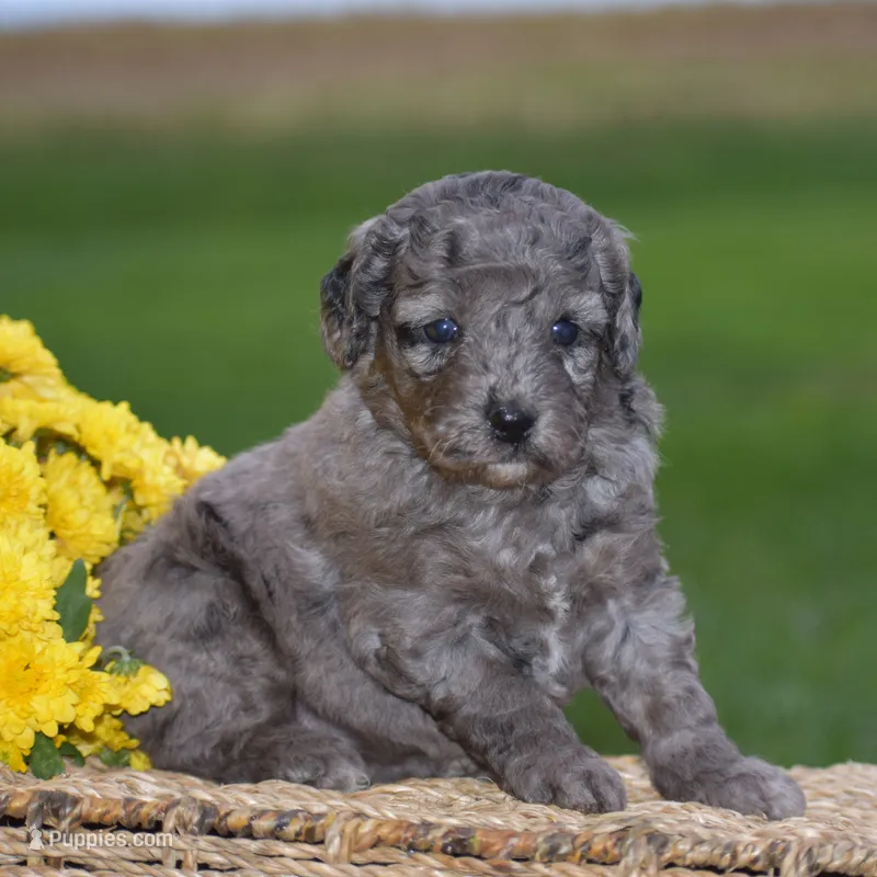 Honey – Miniature Goldendoodle puppy for sale in Danville, PA