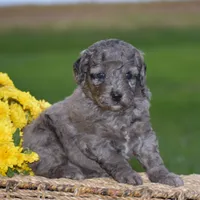 Honey, a female Miniature Goldendoodle for sale in Danville, PA – 7 of 10