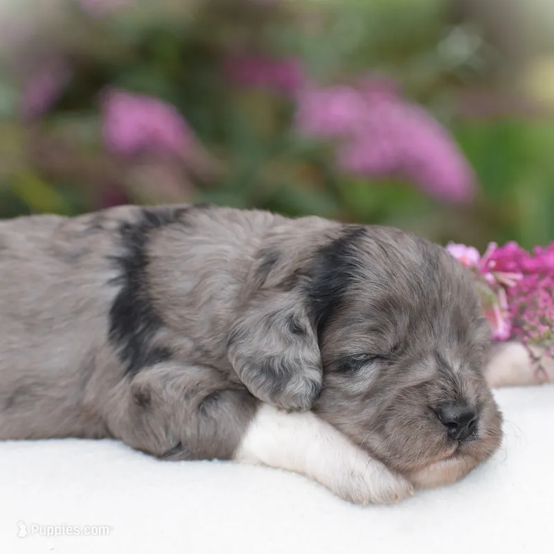 Harmony – Miniature Goldendoodle puppy for sale in Danville, PA