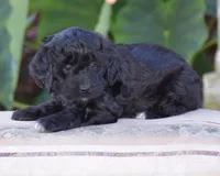 Hyacinth, a female Miniature Goldendoodle for sale in Danville, PA – 4 of 9
