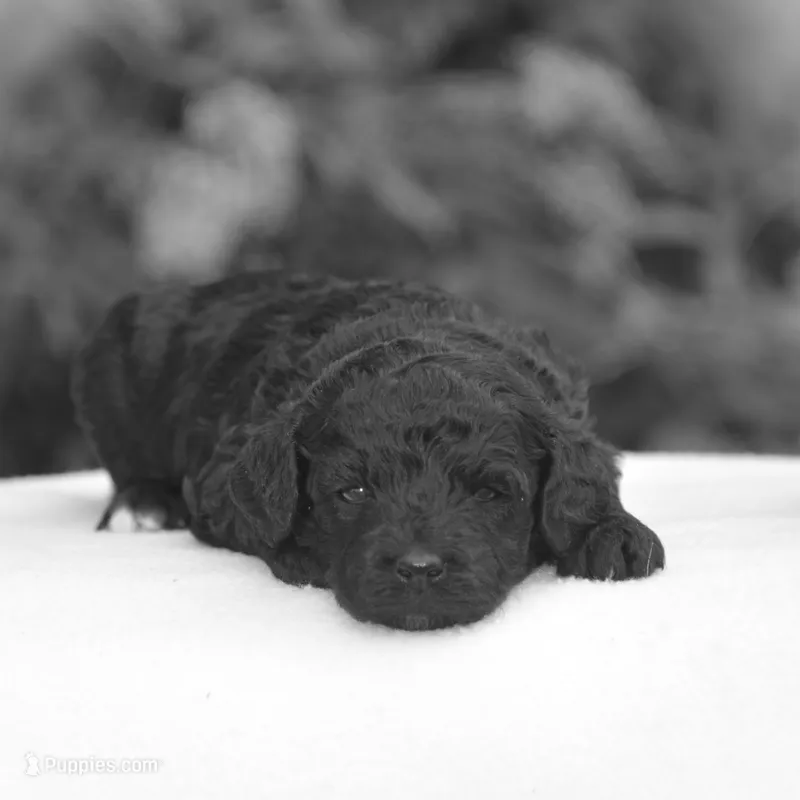 Heidi – Miniature Goldendoodle puppy for sale in Danville, PA