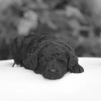 Heidi, a female Miniature Goldendoodle for sale in Danville, PA – 9 of 10