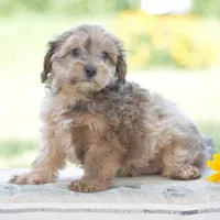 Coyote, a male Yorkipoo for sale in Danville, PA – 2 of 6
