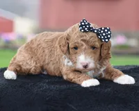 Candie, a male Poodle - Miniature  for sale in Danville, PA – Photo 3 of 7