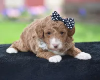 Candie, a male Poodle - Miniature  for sale in Danville, PA – Photo 6 of 7