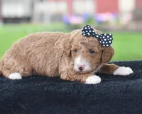 Candie, a male Poodle - Miniature  for sale in Danville, PA – Photo 2 of 7