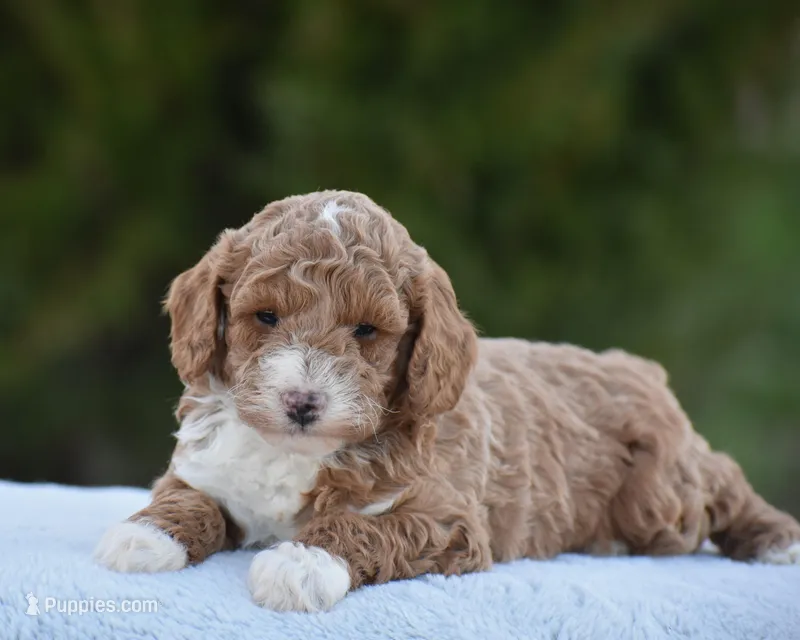 Candie – Poodle - Miniature  puppy for sale in Danville, PA