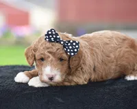 Candie, a male Poodle - Miniature  for sale in Danville, PA – Photo 4 of 7