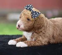 Candie, a male Poodle - Miniature  for sale in Danville, PA – Photo 5 of 7