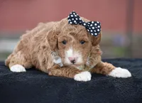 Candie, a male Poodle - Miniature  for sale in Danville, PA – Photo 7 of 7