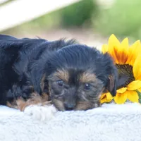 Angie, a female Yorkipoo for sale in Danville, PA – 3 of 5