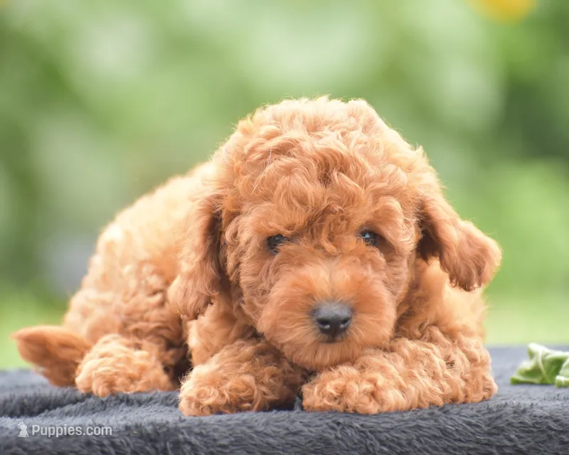 Rosette – Poodle - Miniature  puppy for sale in Danville, PA