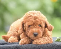Rosette, a female Poodle - Miniature  for sale in Danville, PA – 1 of 10