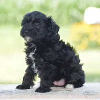 Courtney, a female Yorkipoo for sale in Danville, PA – 3 of 5