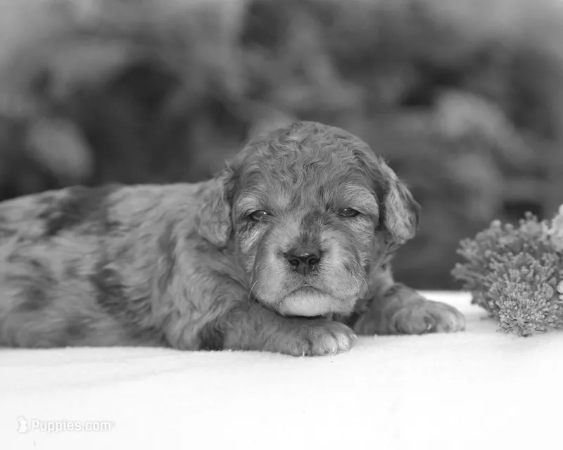 Heather – Miniature Goldendoodle puppy for sale in Danville, PA