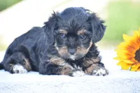 Aimee, a female Yorkipoo for sale in Danville, PA – 2 of 6