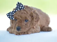 Rosette, a female Poodle - Miniature  for sale in Danville, PA – 5 of 8