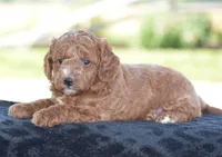 Linnie, a male Poodle - Miniature  for sale in Danville, PA – 4 of 5