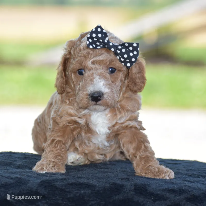 Lexis – Poodle - Miniature  puppy for sale in Danville, PA
