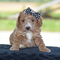 Lexis, a female Poodle - Miniature  for sale in Danville, PA – 1 of 3