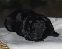 Heidi, a female Miniature Goldendoodle for sale in Danville, PA – 4 of 5