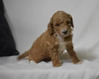 Emie, a female Poodle - Miniature  for sale in Danville, PA – 5 of 5