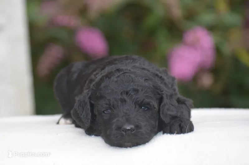 Heidi – Miniature Goldendoodle puppy for sale in Danville, PA