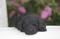 Heidi, a female Miniature Goldendoodle for sale in Danville, PA – 10 of 10