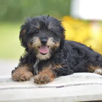 Adora, a female Yorkipoo for sale in Danville, PA – 4 of 9