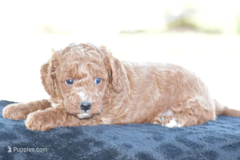 Linnie – Poodle - Miniature  puppy for sale in Danville, PA